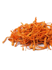 Cordyceps