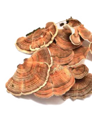 Turkey Tail