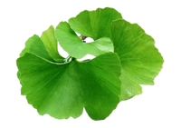 Ginko Biloba